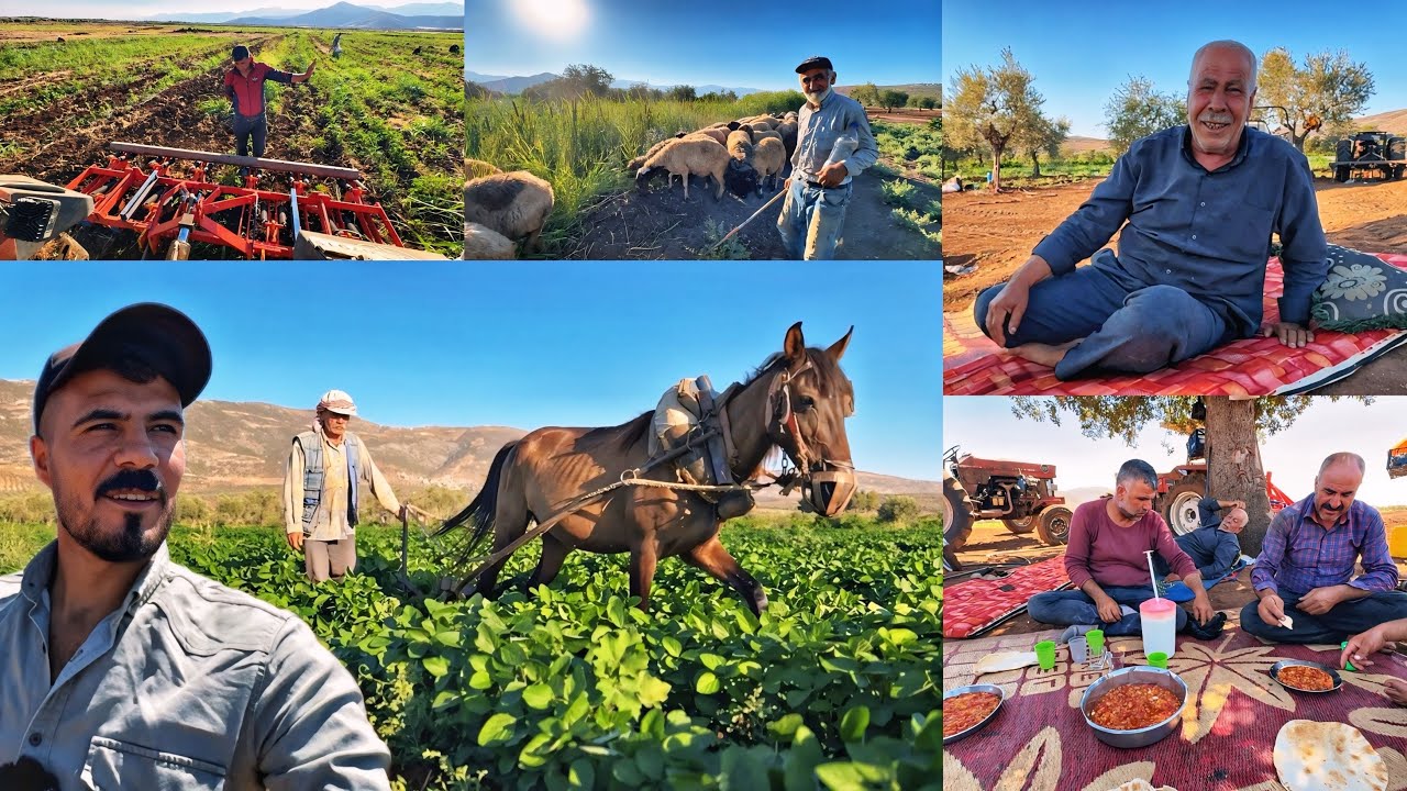 فلاحة الأراضي بطريقة تراثية جولة ممتعة مع اطيب مزارعين  وفلاحين الريف العفريني 