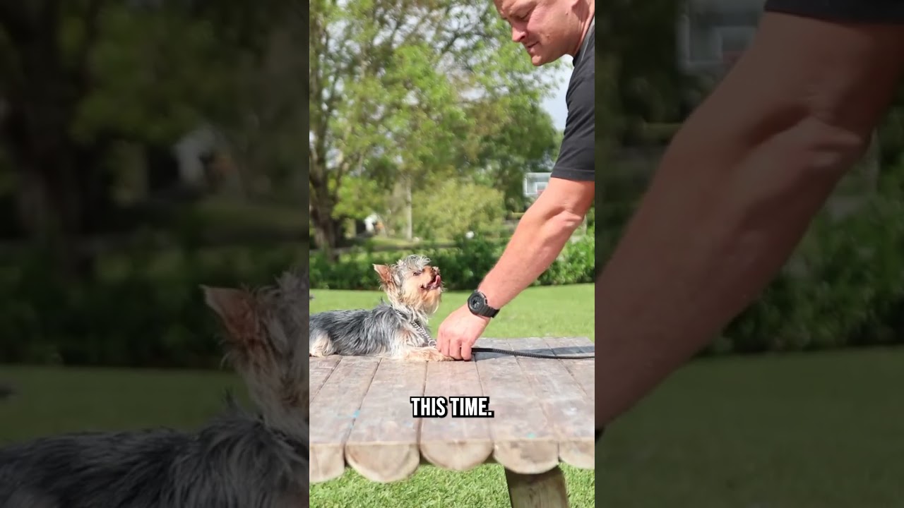 How to Train a Dog With Leash Pressure