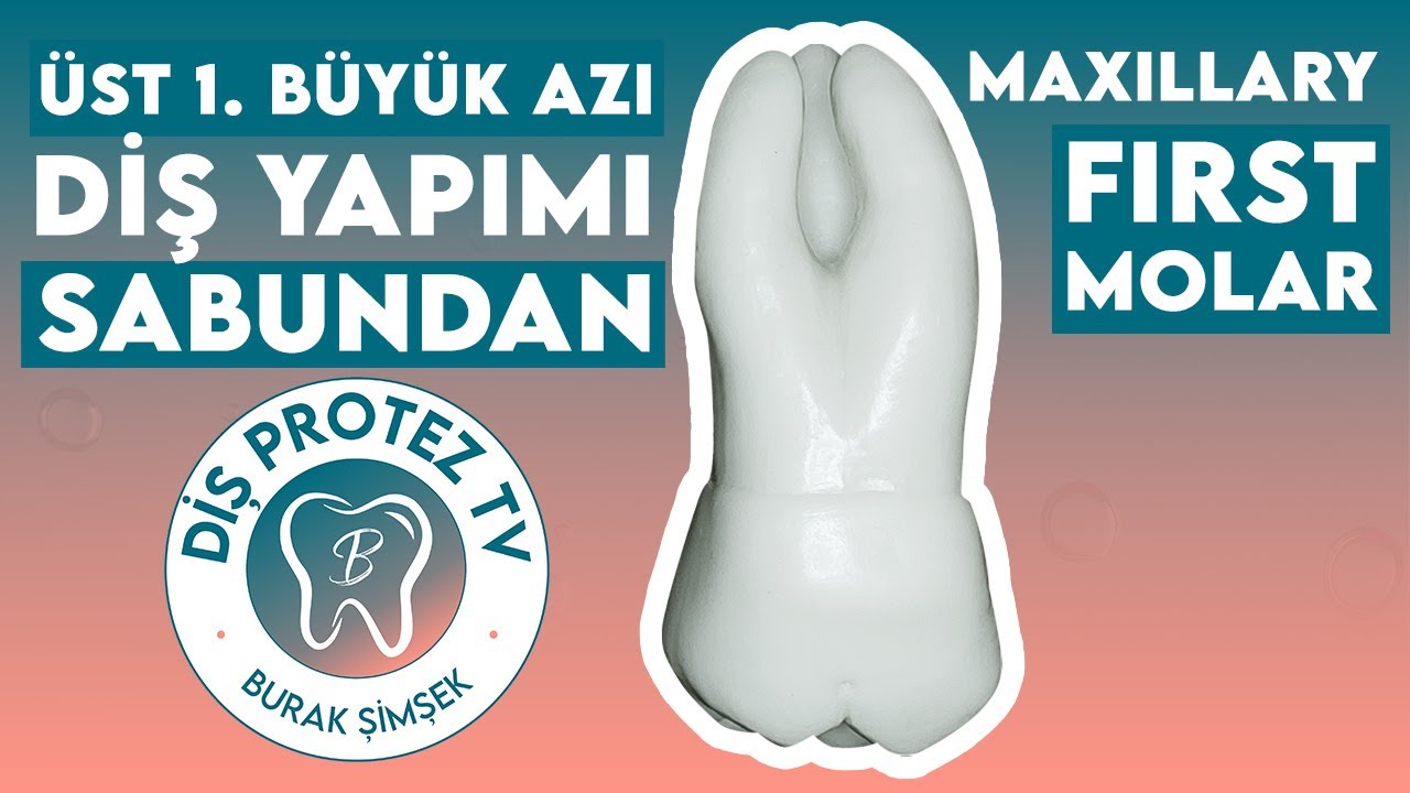Üst 1. Molar Diş Yapımı | Maxillary First Molar | Diş Morfolojisi