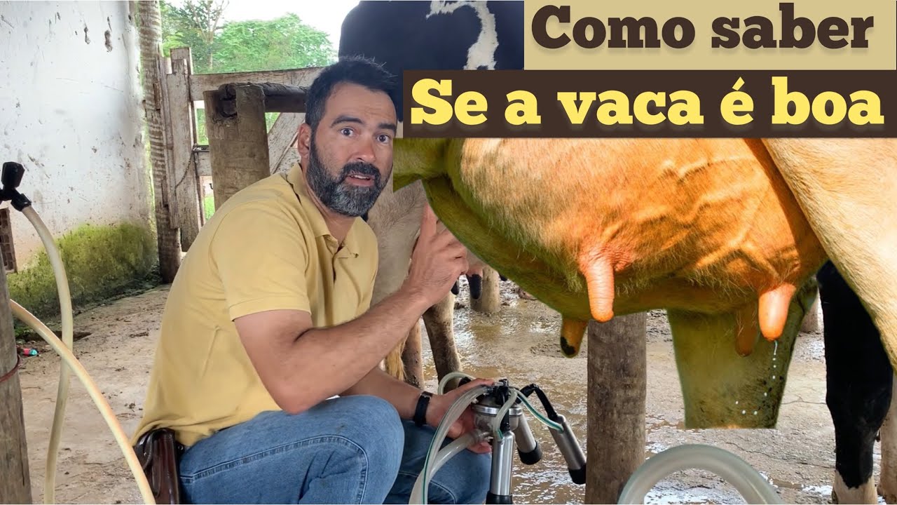 O QUE UMA VACA BOA FAZ | COMO RECONHECER UMA VACA TOP