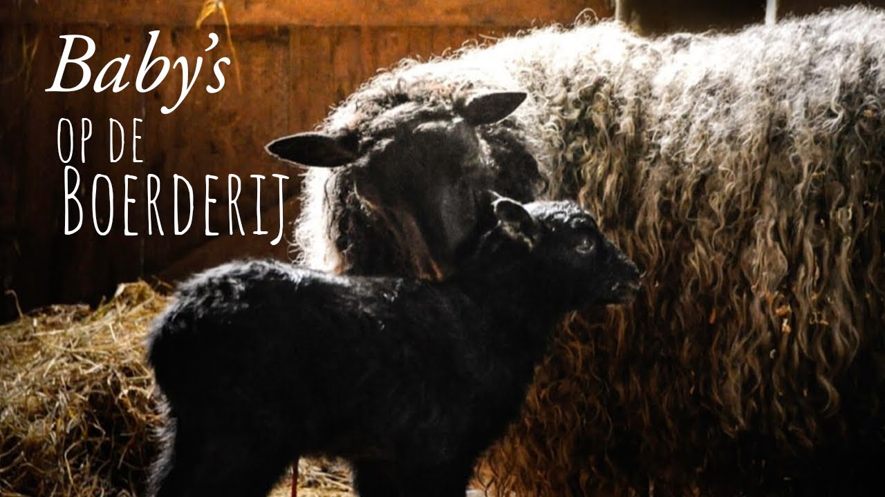 Baby’s op de boerderij! | Weekvlog #36 Emigreren en slowliving in Zweden