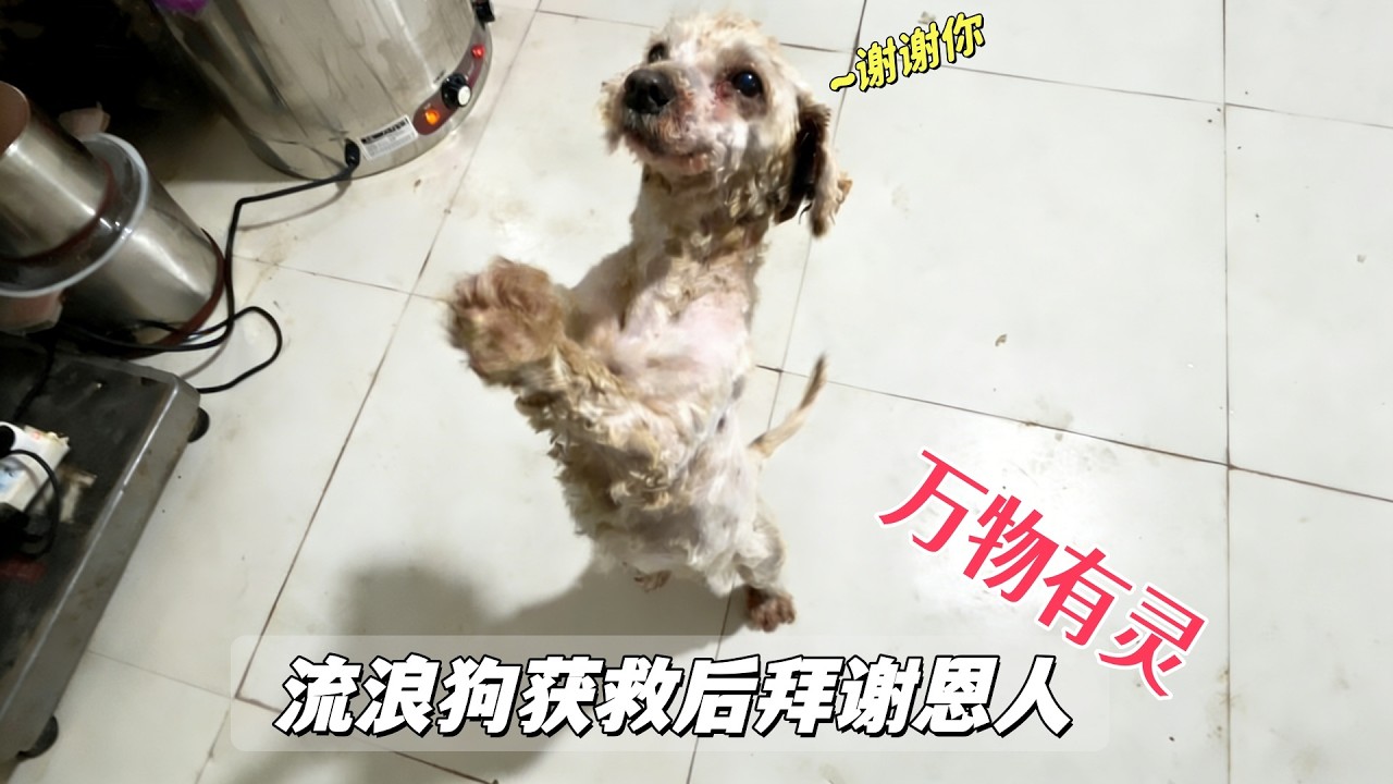 在溝渠中流浪的小泰迪，獲救後不斷拜謝恩人，讓人感嘆萬物有靈