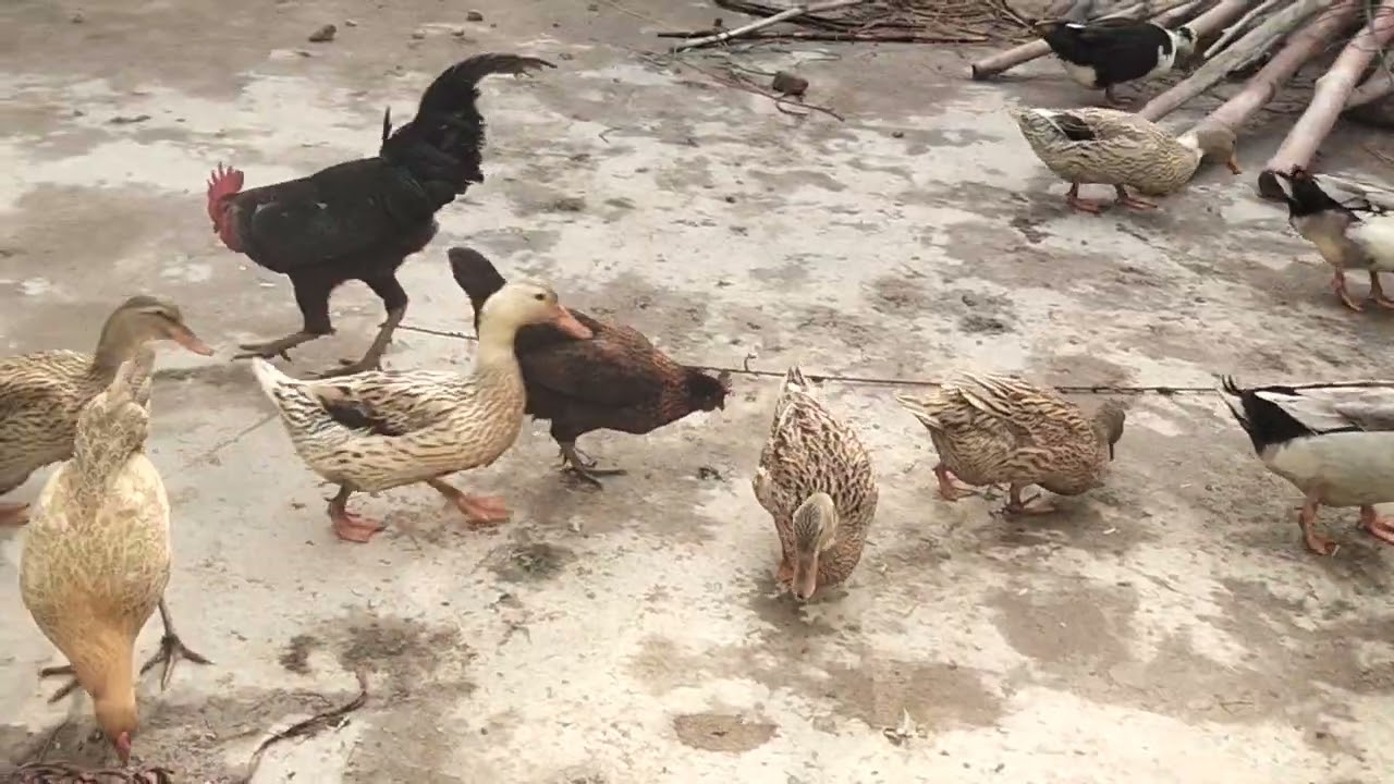 Ducks enjoy kr tay howe