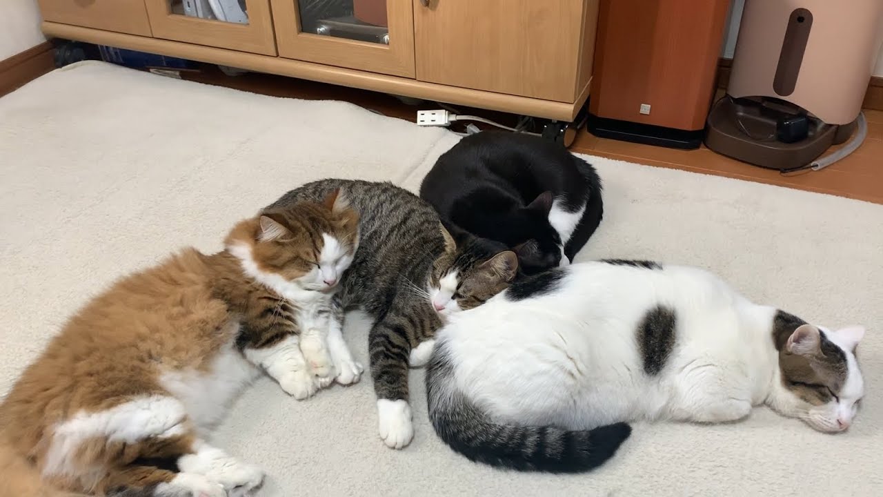 つながってないとアカン猫