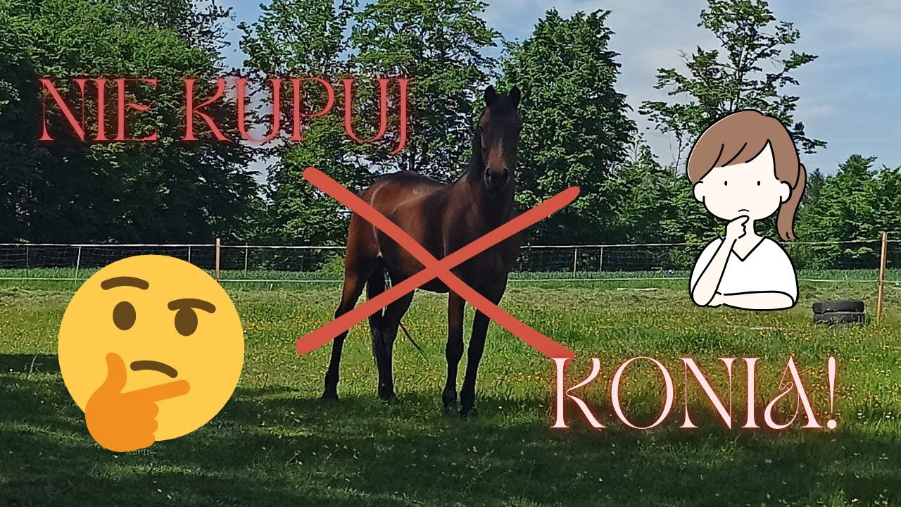 4 Powody, aby nie kupować konia!