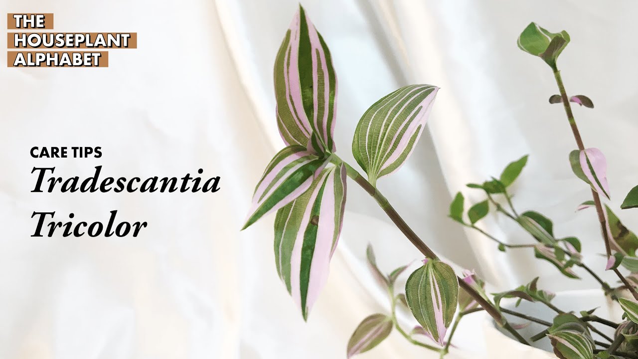Tradescantia Tricolor Plant Care Tips | The Houseplant Alphabet | Bee's House of Plants
