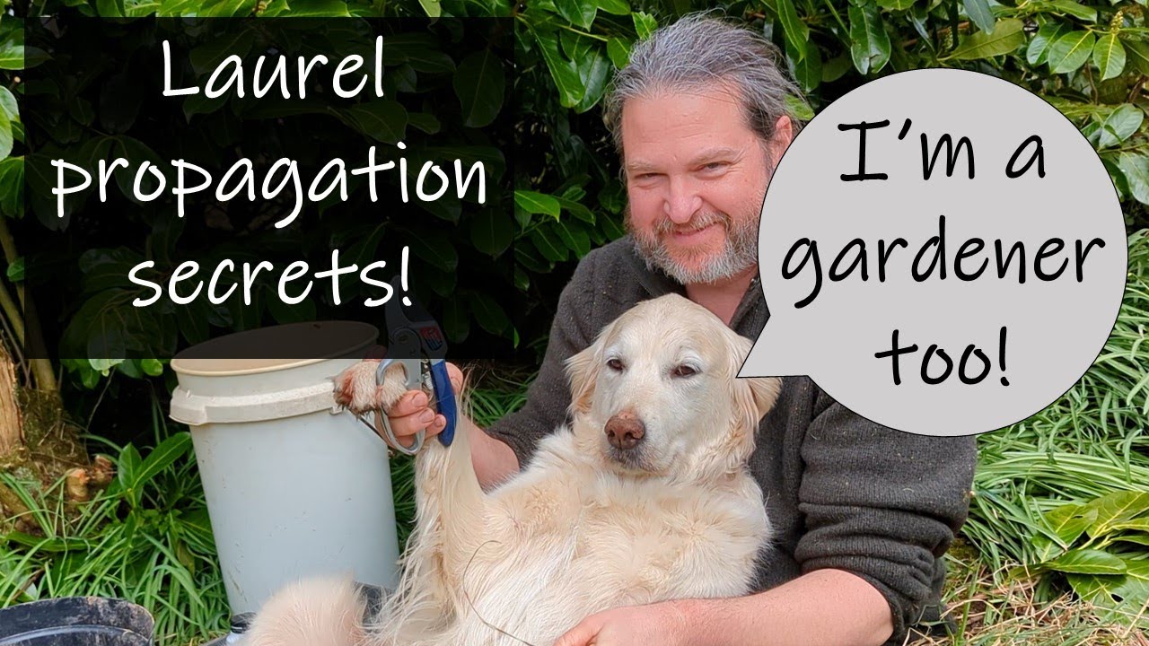 Laurel propagation - the best method revealed!