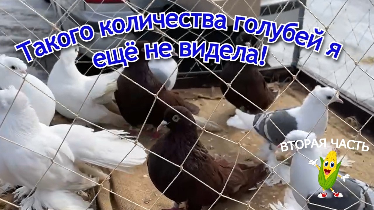Мы не ожидали такого! Море голубей и кроликов — Птичий рынок Харьков