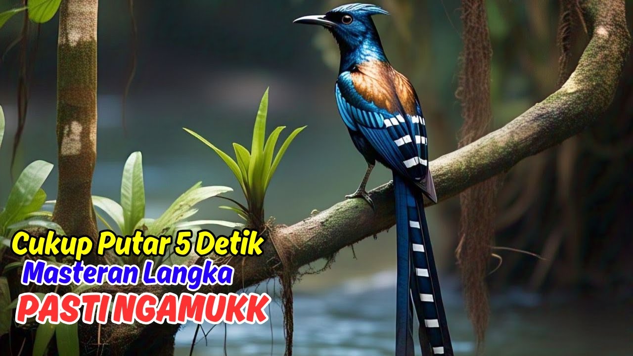 Rahasia Masteran Murai Batu Agar Gacor!