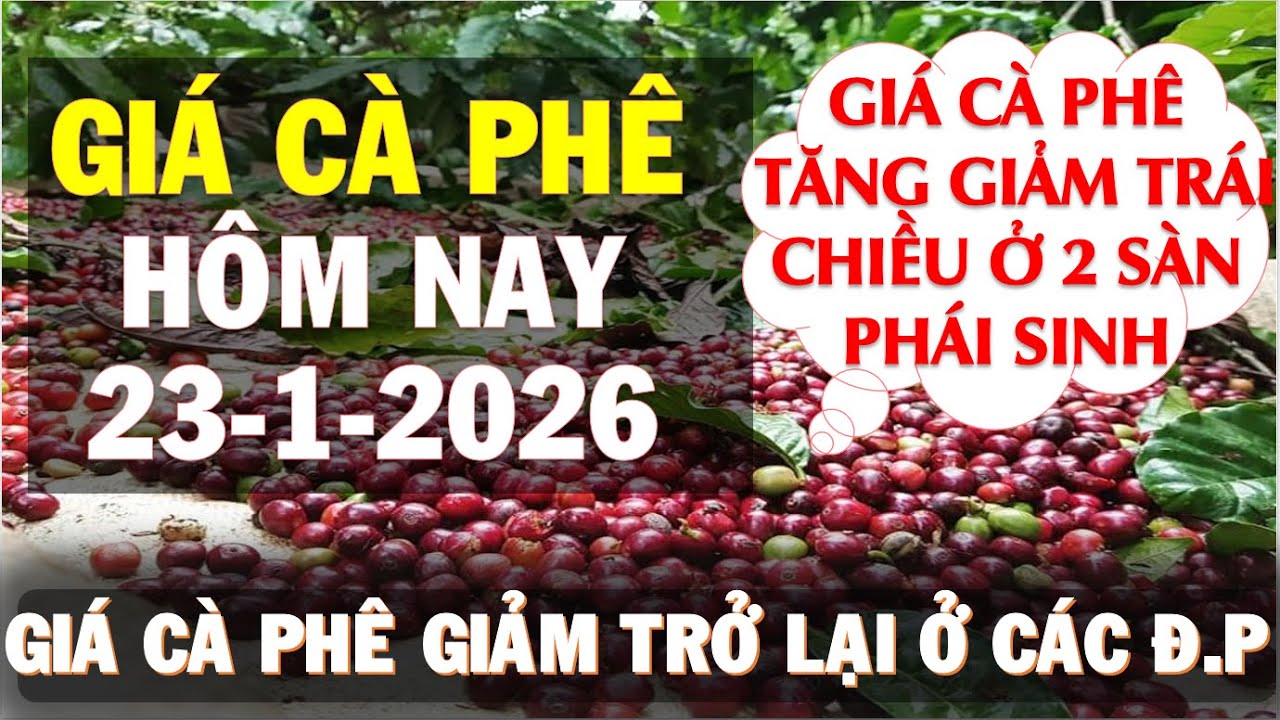 Giá cà phê hôm nay ngày 23/1/2026|Giá cà phê quay đầu giảm trở lại theo sàn London