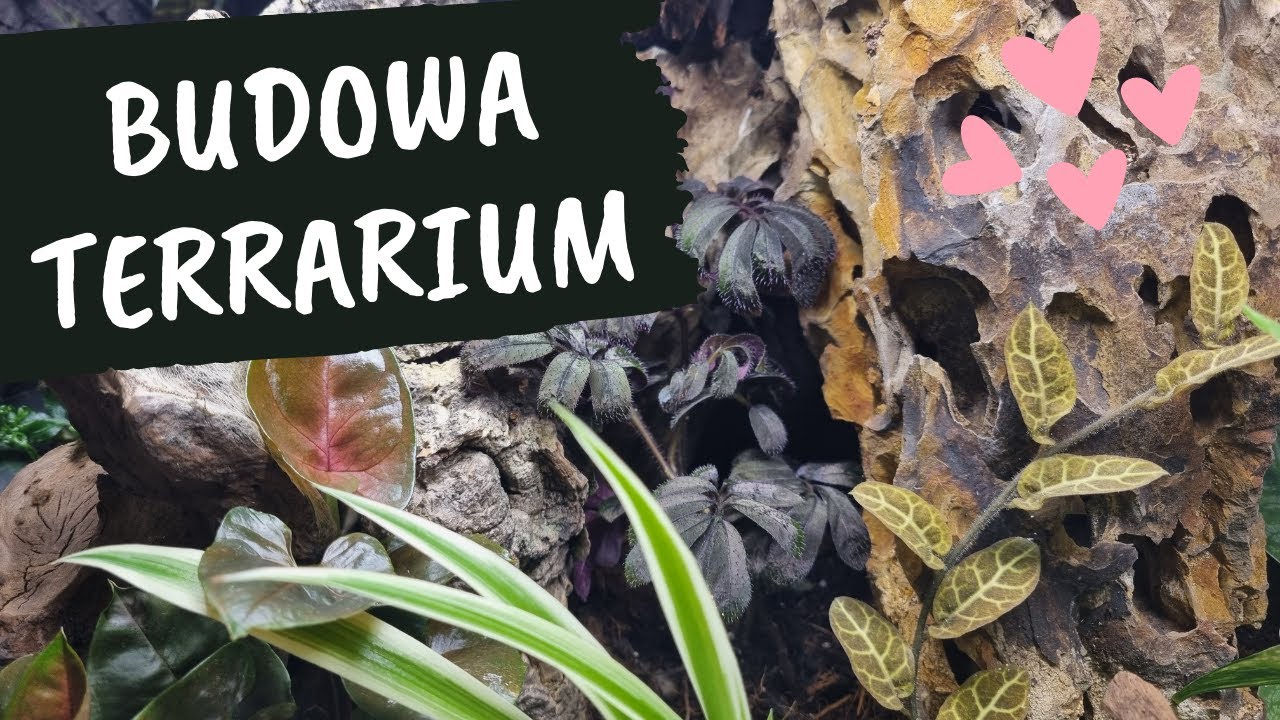 Budowa terrarium roślinnego cz. 2
