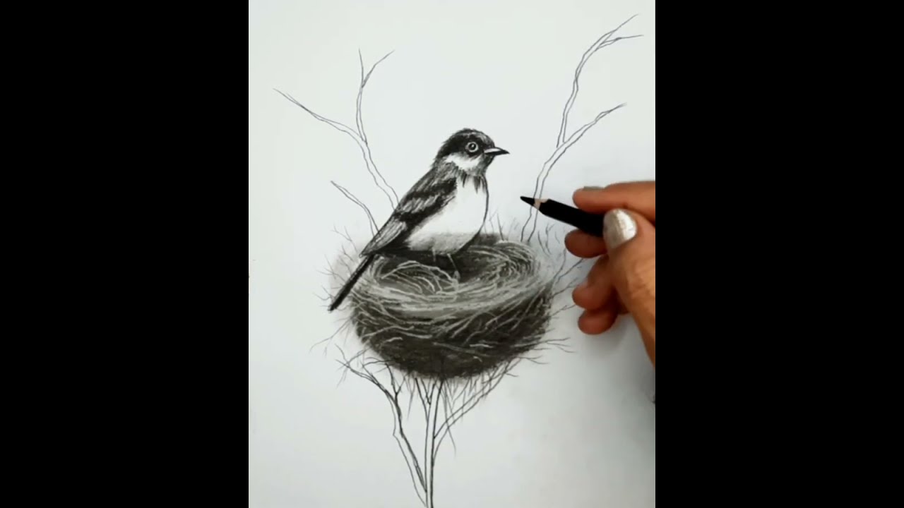 Pencil Drawing Landscape | How to Draw a Bird Sitting on Nest Landscape Scenery for Beginners