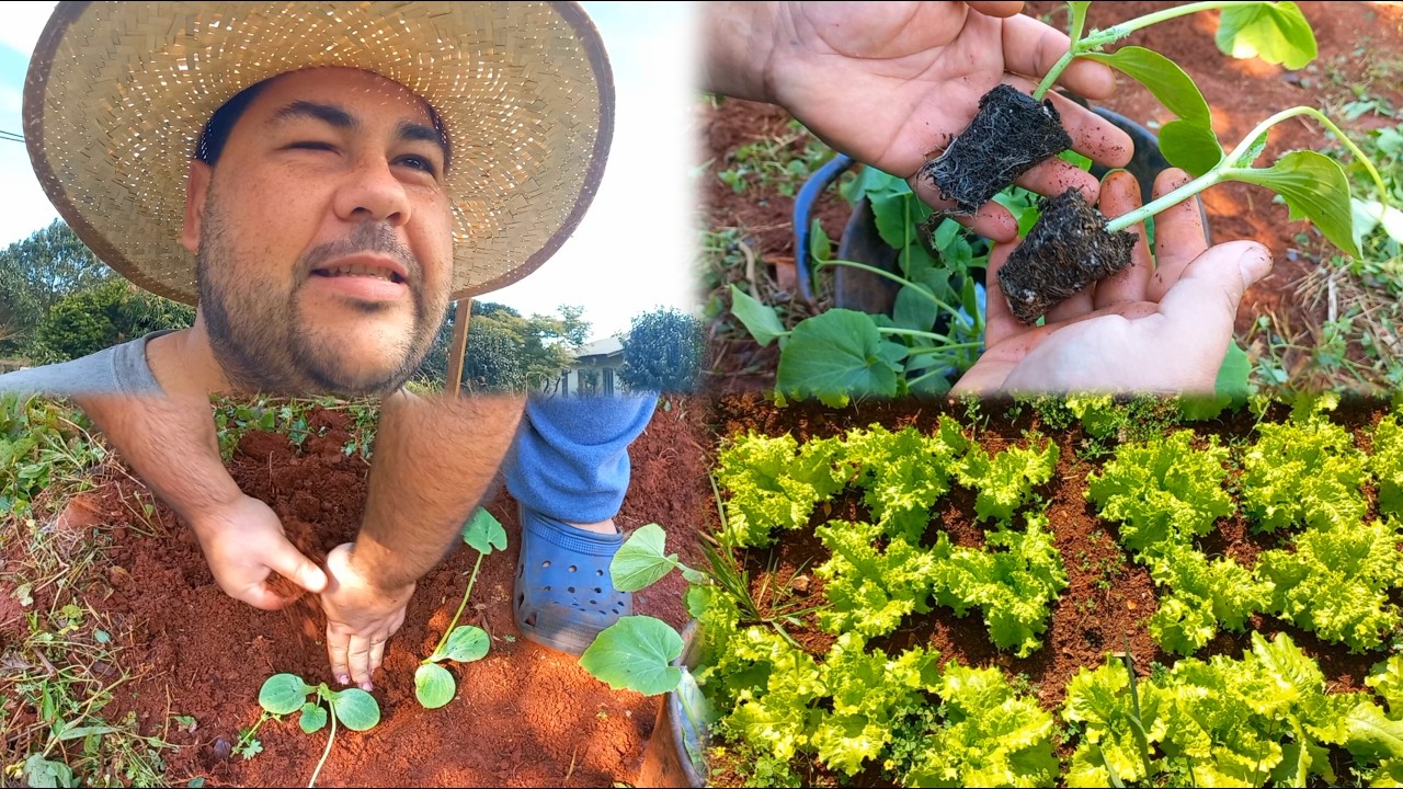 Cómo Plantamos Zapallo de Tronco 🍈 zapallo tierno día de Huerta 
