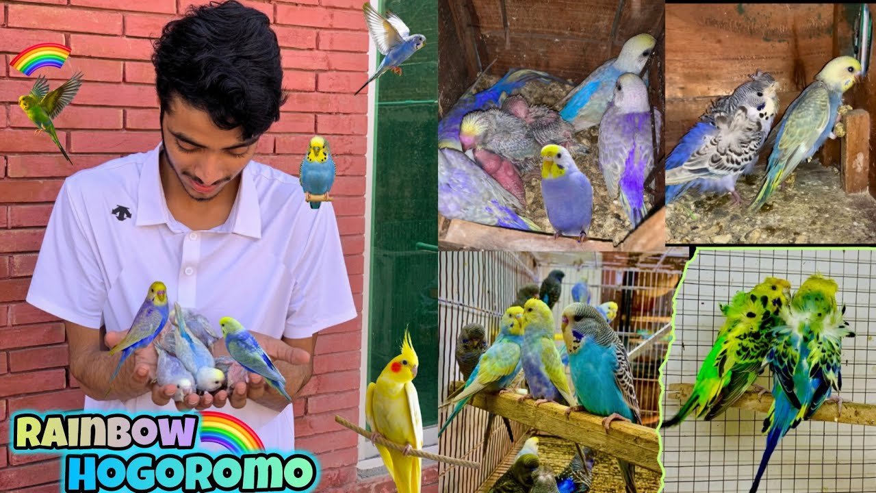 Bht sary rainbow budgies k bachy pkr liye😍🌈|Rainbow hogo budgies k bachy nikl aye🐣