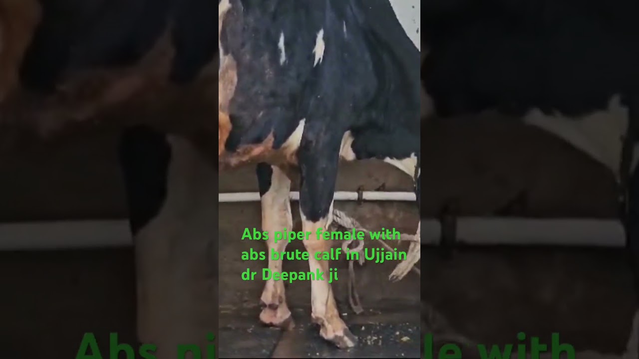 Abs piper female with brute female calf #dairybusiness #animals #dairyfarming #dairycows #abs