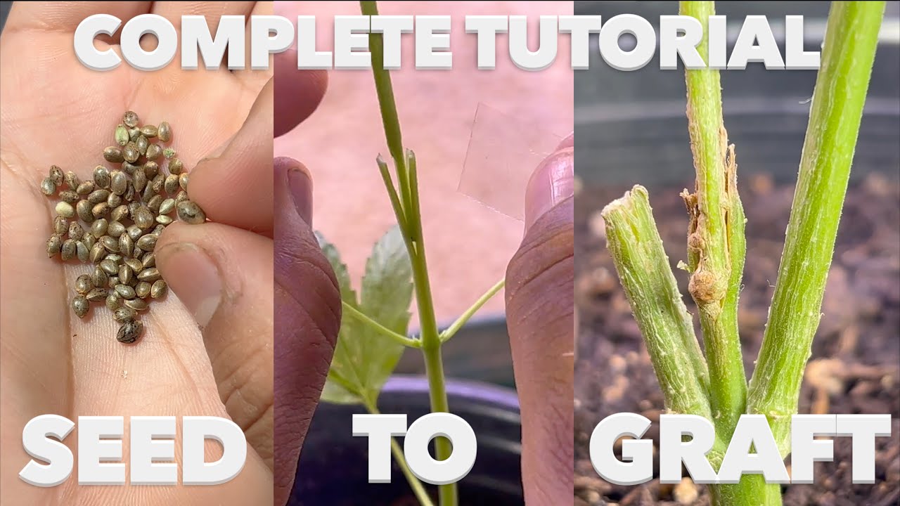 HOW TO GRAFT ANY PLANT!!! (MALE+FEMALE CANNABIS)