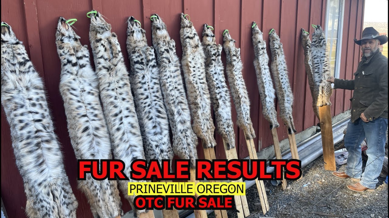 FUR SALE RESULTS- HIGH PRICED BOBCATS ( a few channel updates  & trapline footage)