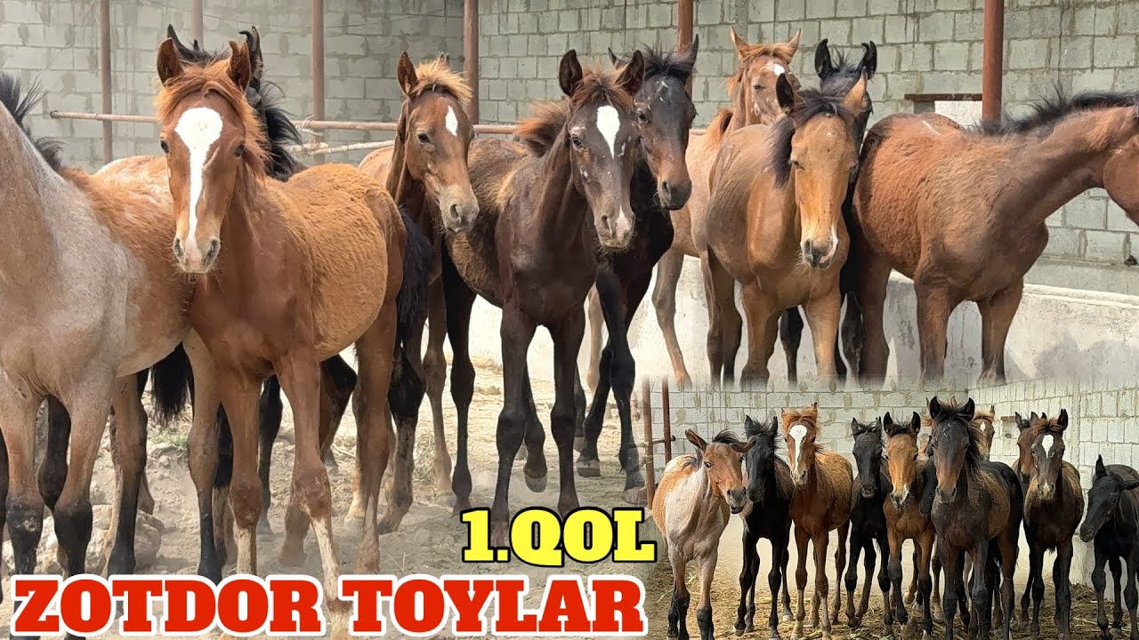 ZOTDOR TOYLAR 1.QOʻL 6.MLNDAN BOSHLANADI ULGURIB QOLIN JIGAR⭐️