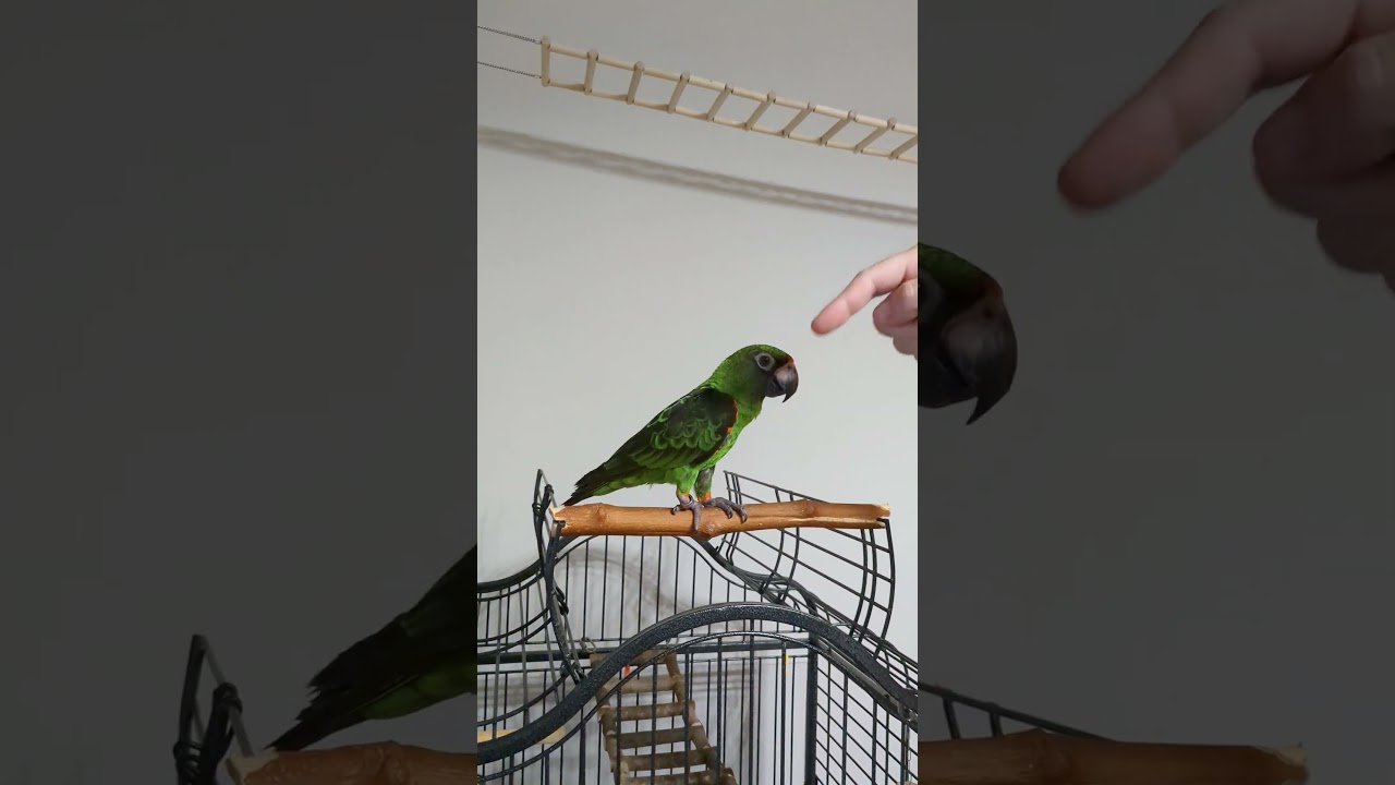 Loro gulielmi aprende sencillos trucos en tan solo 3 d&iacute;as.🐣🦜🪵