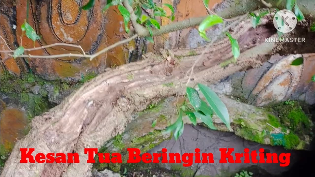 Kesan Tua Beringin Kriting/ Beringin Jepang