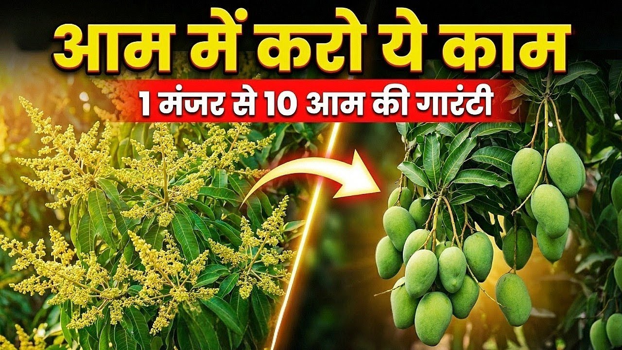 आम का फल झड़ना 101% बंद! ₹20 के इस घोल से रुक जाएगा पीलापन, गुच्छों में आएंगे फल | Mango Fruit Drop