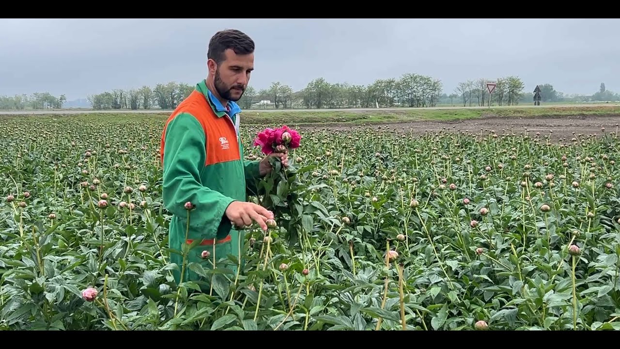 Tetti Bussone: azienda piemontese giovane che ha investito nella coltivazione delle peonie
