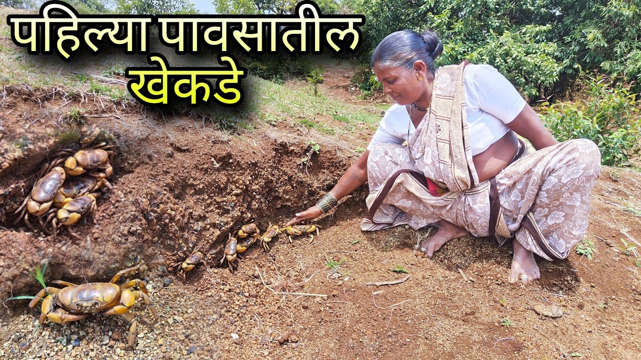 या वर्षीचे पहिल्या पावसातील खेकडे/मुठे. ही धम्माल पहिल्या पावसातच. Mountain Crabs catching.