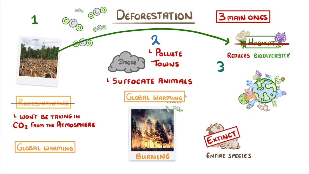 Land Use, Deforestation & Peat Bogs | GCSE Biology | Propello