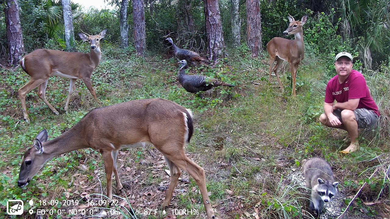 Owlzer Z1 Trail Camera Pickup