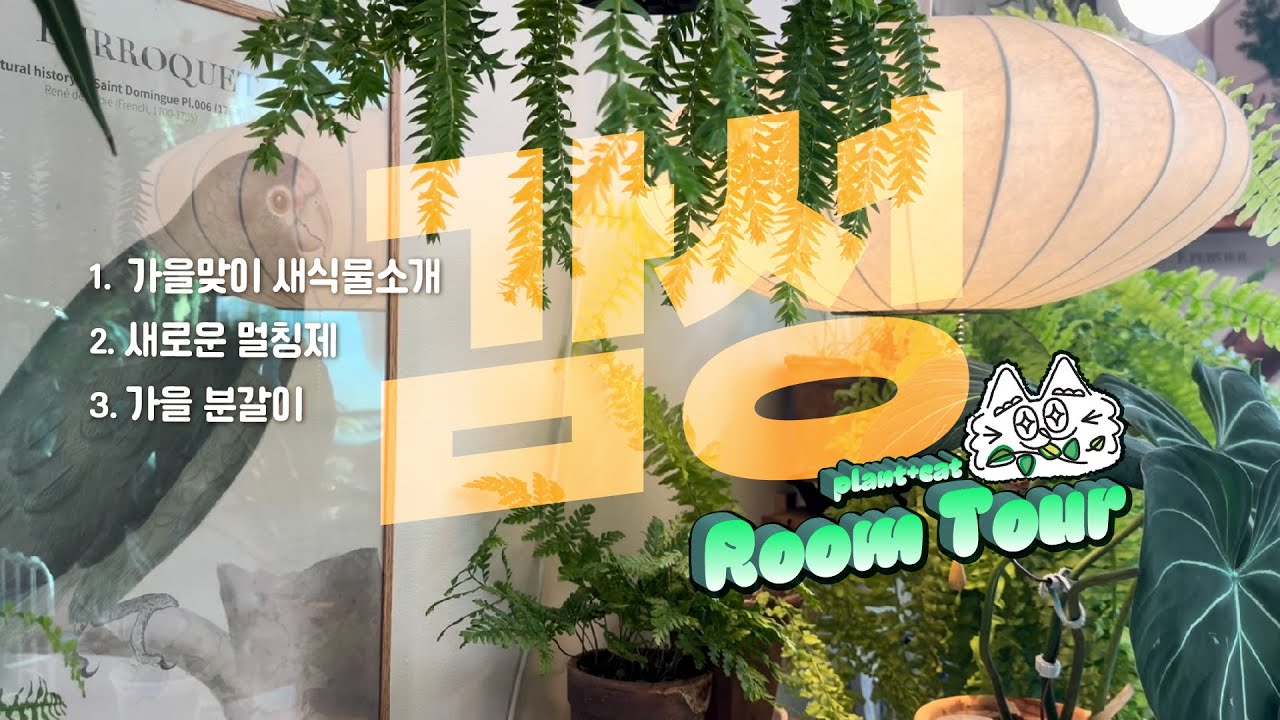 가을맞이 식물소개,석송, 카틀레야,가을 분갈이 병솔나무,거실 식물존 꾸미기