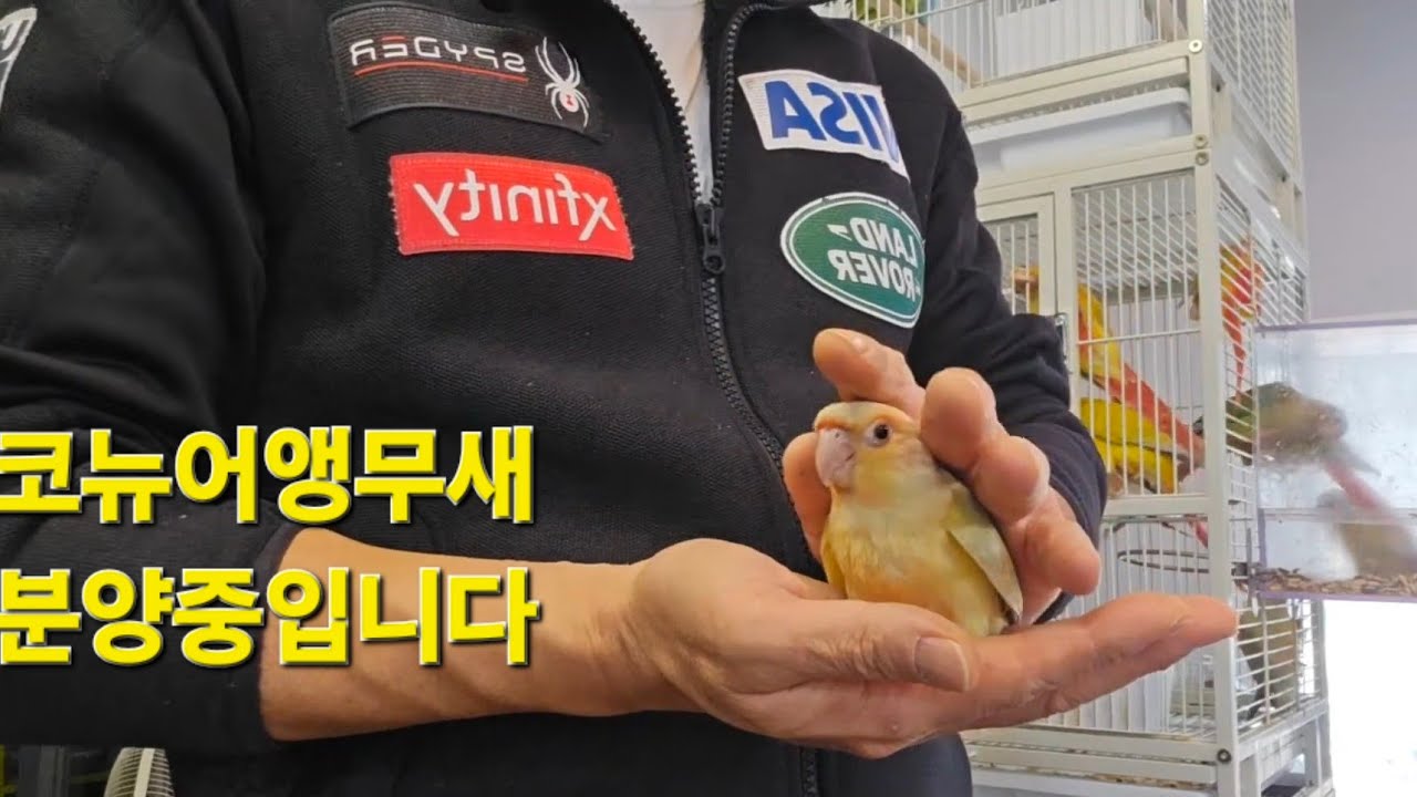 코뉴어 앵무새분양합니다  대구앵무새농장 [ Birdlake ]  실시간라이브 앵무새분양 앵무새행동상담 20260225