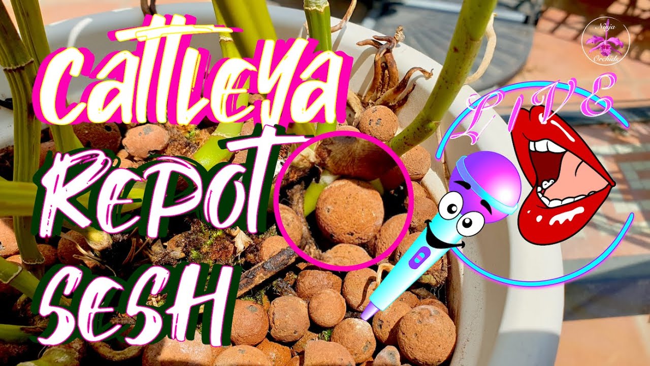 Cattleya with a 95% Dead Root System | What went Wrong | How to avoid loosing roots #ninjaorchids