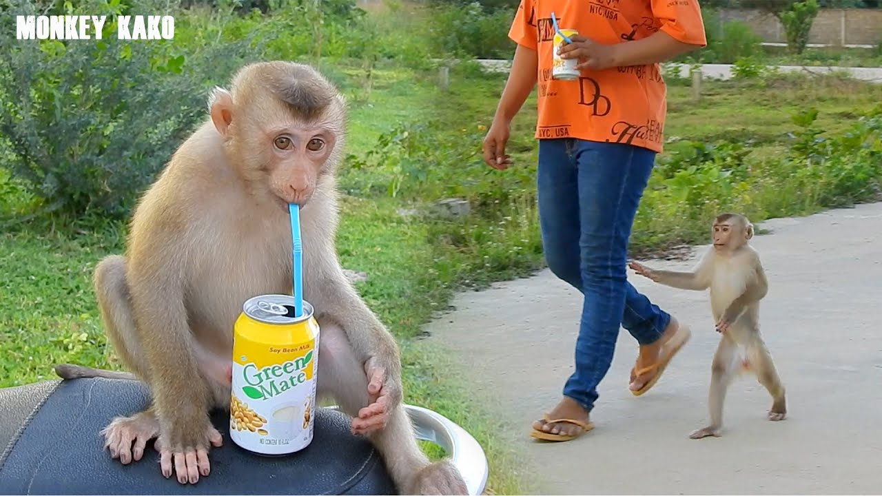 Smart Monkey Kako Walking To Drinking Soy Bean Milk On Motorbike