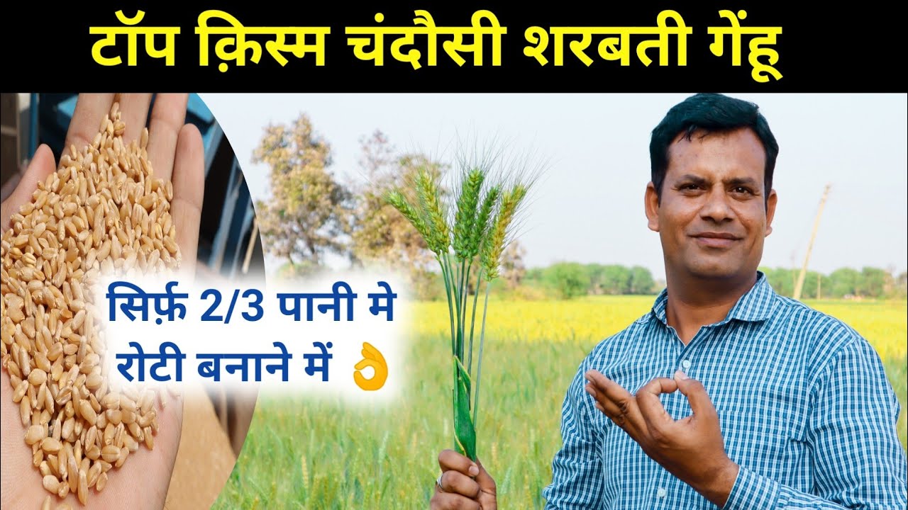 चंदौसी शरबती गेहूं की शानदार क़िस्म जो सिर्फ़ 2/3 पानी में हो जाती है बेस्ट रोटी पूसा उजाला HI 1605