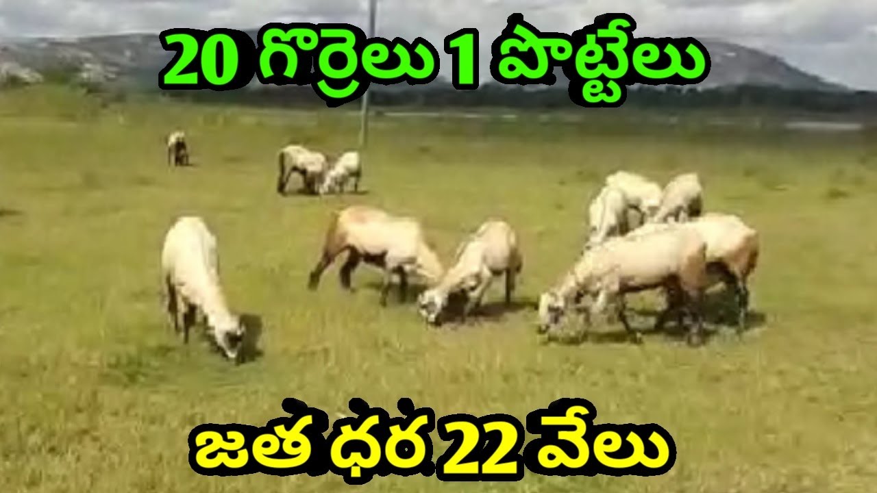 NELLORE JUDUPI SHEEPS GORRELU 9655536905