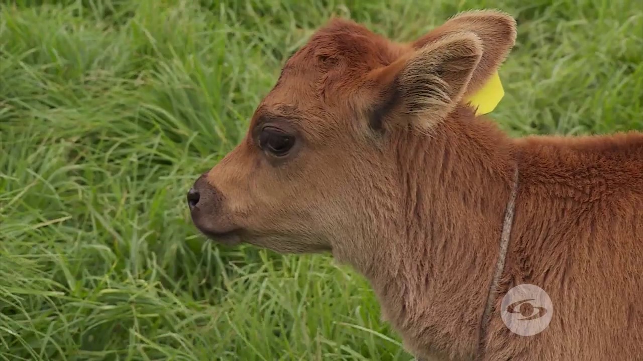 Manejo de terneras durante sus primeros meses de vida