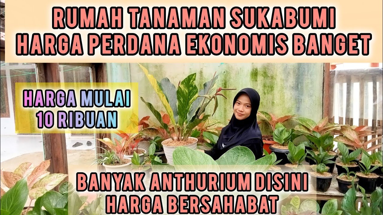 PERDANA‼️MAIN KE NURSERY DIDAERAH SUKABUMI,HARGA DIJAMIN EKONOMIS , HARGA MULAI 10 K,, YUK KEPOIN