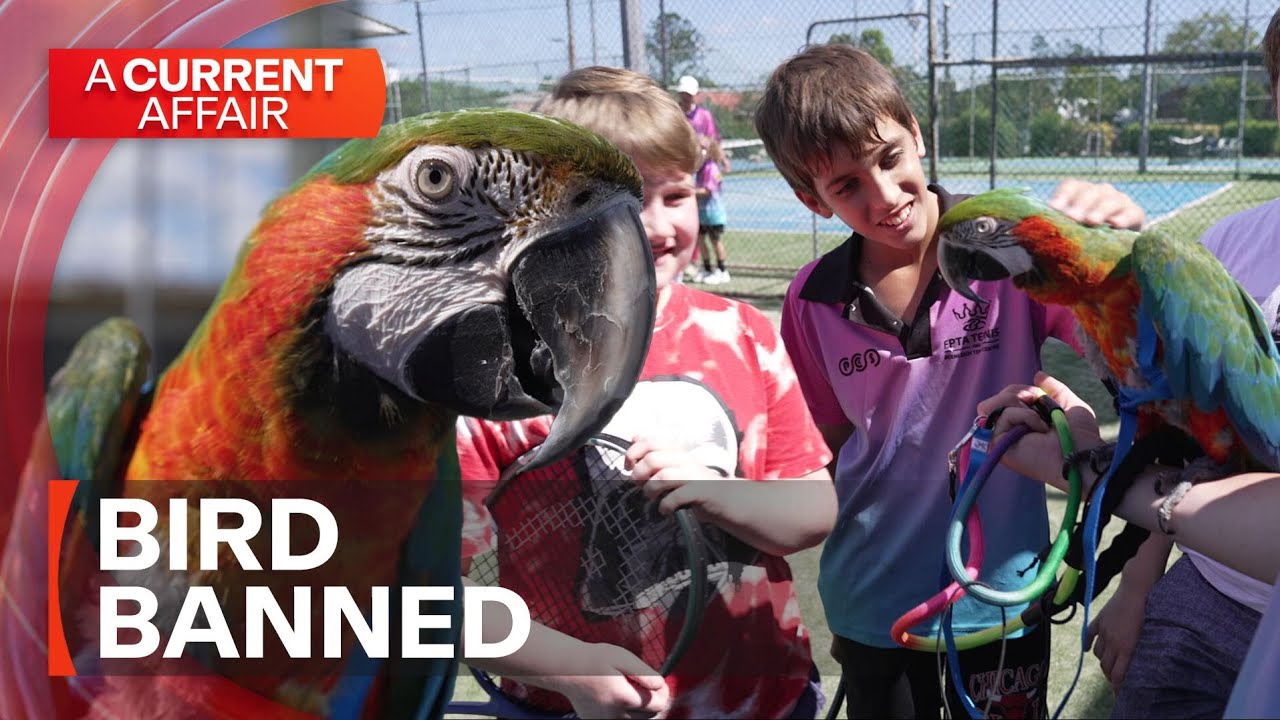 New rule bans tennis centre's friendly mascot | A Current Affair