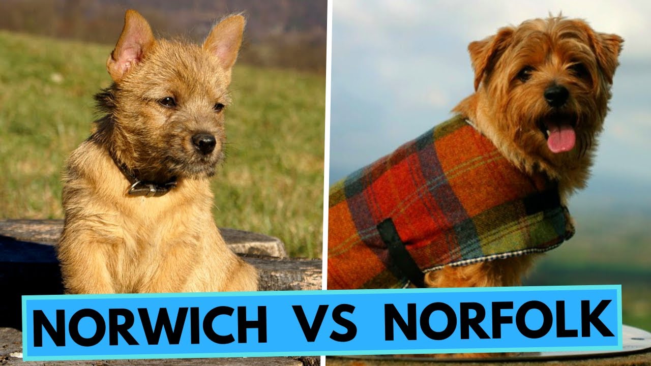 Norfolk Terrier vs Norwich Terrier - Differences
