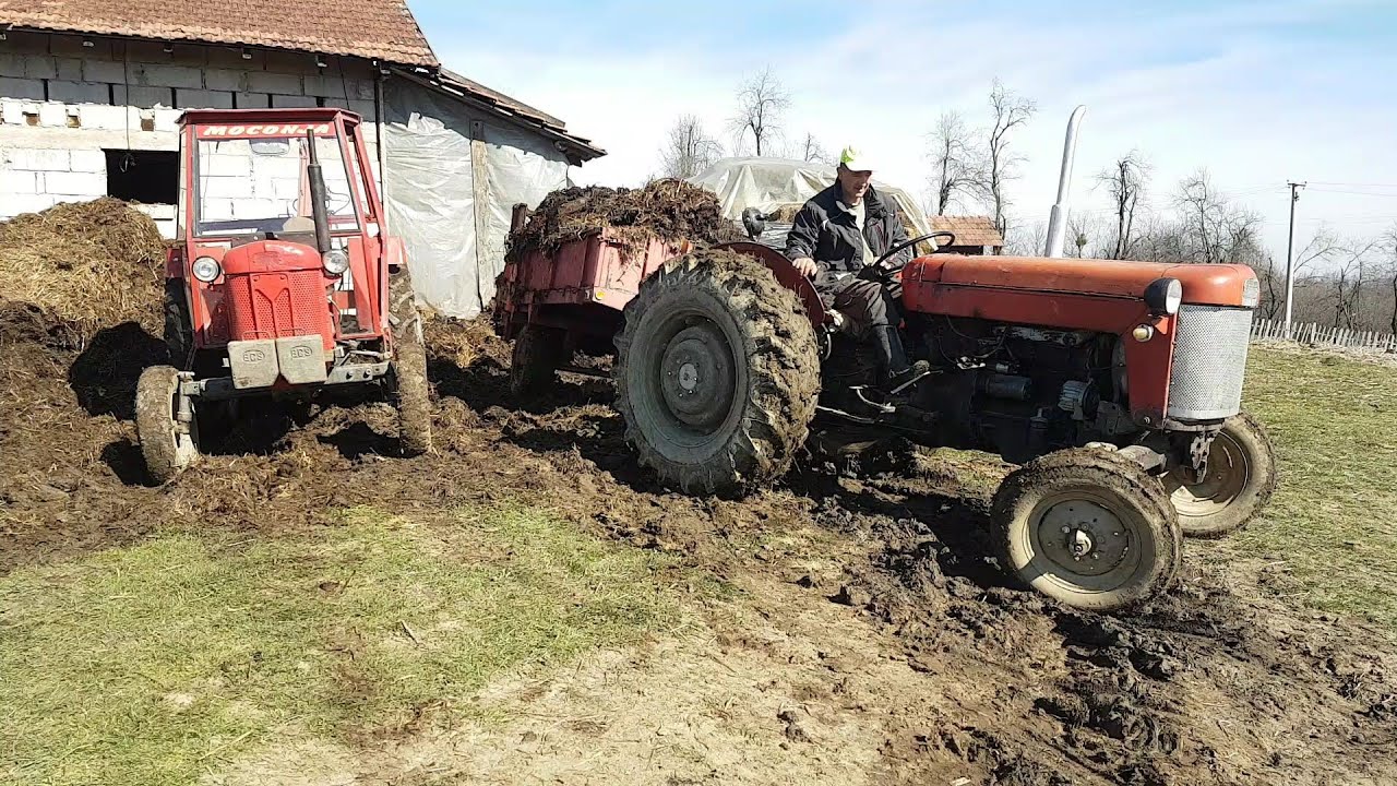 Massey Ferguson 65 sa motorom m34 - Izvlacenje stajnjaka sa prikolicom pottinger 3200