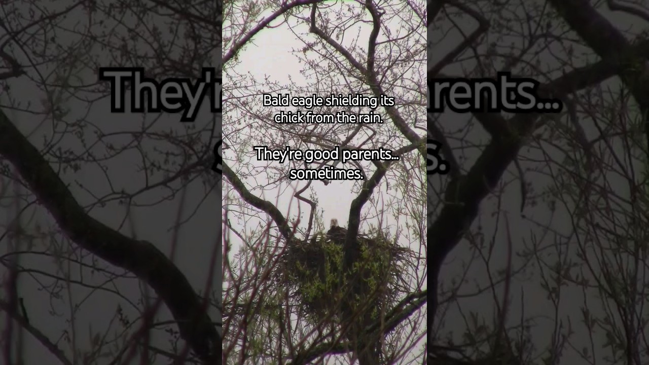 🦅 Bald Eagle shielding baby chick from rain! 