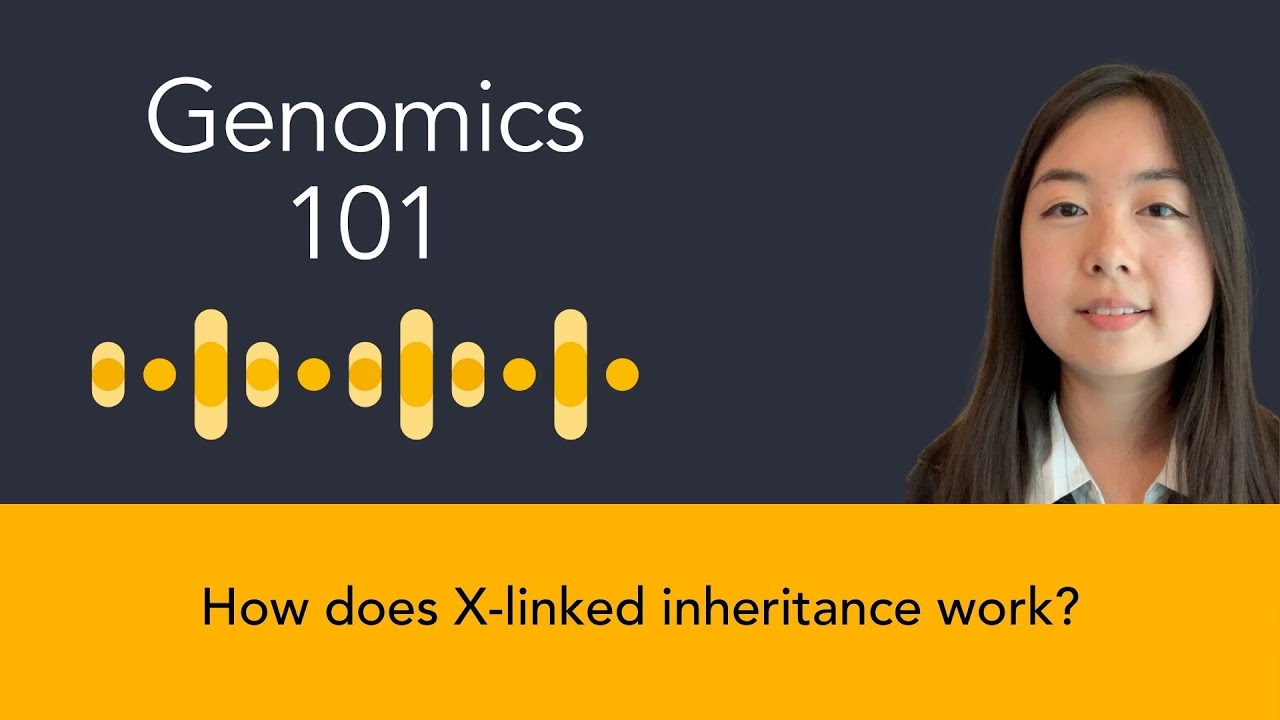 Nicole Chai: How does X-linked inheritance work?