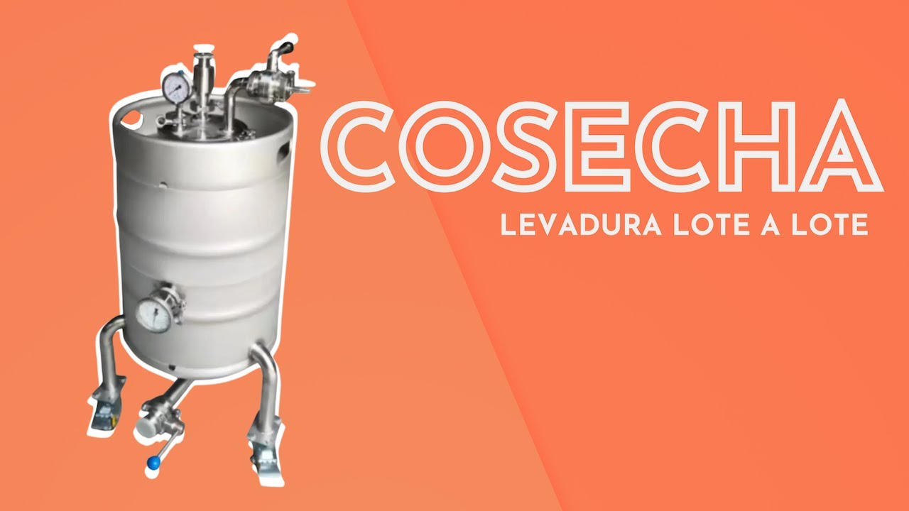 Cosechador de levadura: ahorra y mejora recuperando y propagando levadura