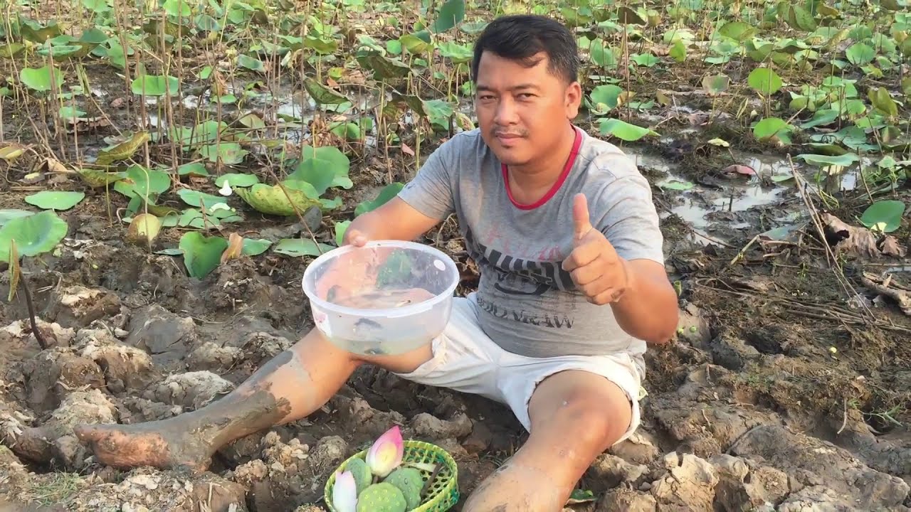 Incredible! So Beautiful Betta Fish in lotus lake | Catching Betta Fist in Lotus lake