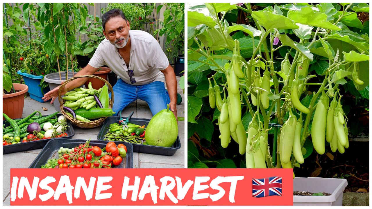 UK GARDEN, DESI HARVEST – SO MANY VEGGIES | CONTAINER GARDENING 