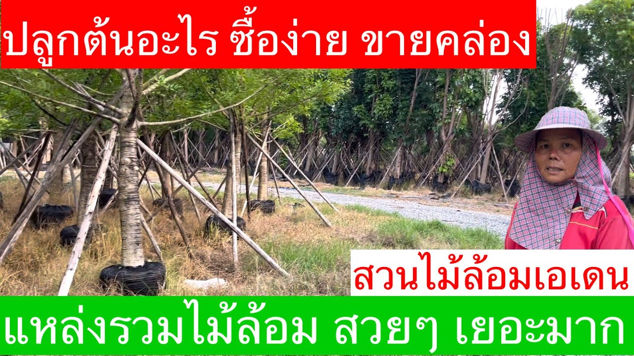#ธุรกิจสีเขียว#สวนเอเดน#สวนไม้ล้อม#ไม้ล้อม#แคนา#มะฮ็อกกานี#จิกน้ำ#ไม้จัดสวน#สวนเอเดนคลอง14#ขายต้นไม้