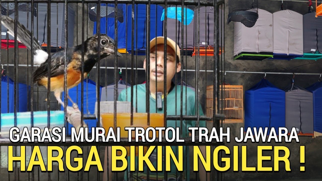 MUMPUNG ADA ! GARASI MURAI BATU TROTOL BELI 1 DAPAT 2 EKOR FIGHTER DI RYAN MURAI BOGOR 