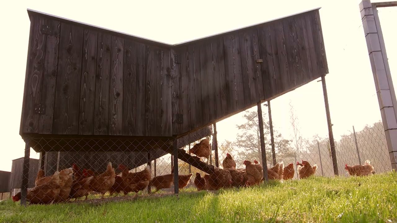 SKROZ Architecture - Chickenville – Eco Friendly Poultry Farm