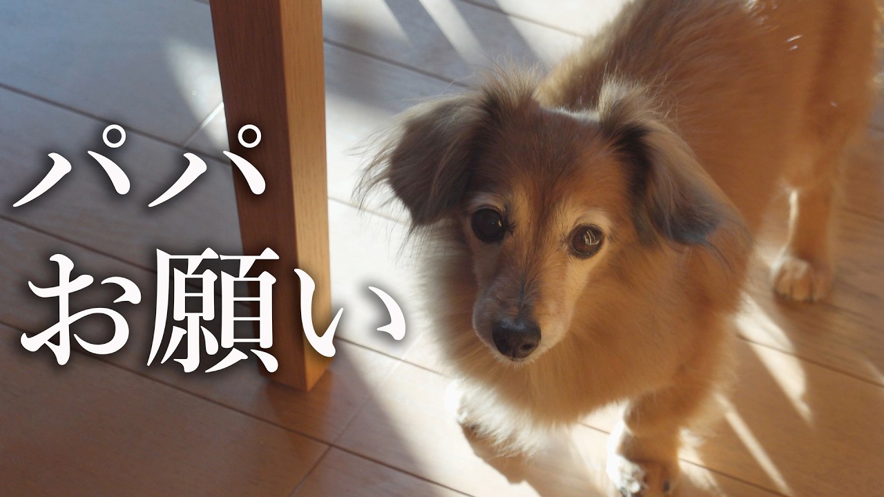 仲良しダックス兄弟の思い出　お兄ちゃんのワガママ発動しました