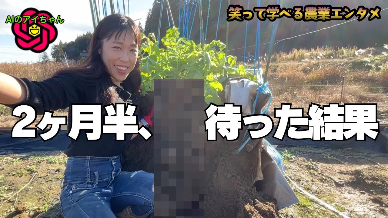 【1m超え】超高畝で育てた大根、2ヶ月半の結果がこれ　Radish Grown on a 1m-High Raised Bed｜2.5 Months Result